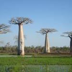 Baobab, Madagascar