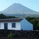 Les Açores : île de Pico
